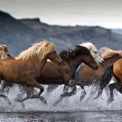 Imagen de manada de caballos galopando en el agua