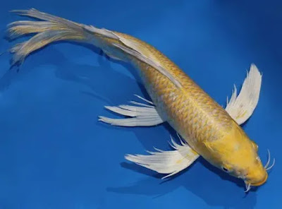 gambar Ikan Koi Slayer Kuning