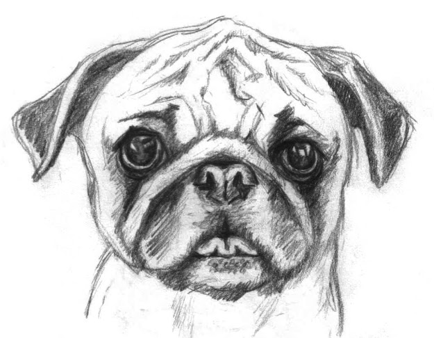 Try To Remind Myself Every So Often That Can Draw Things Realistically  Realistically Adorable That Is Bul Dog Puppy Coloring Pages Pugs Are Cute