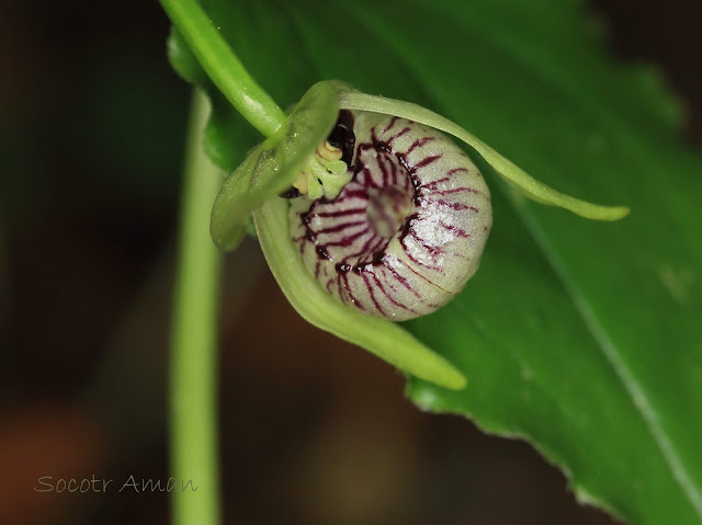 Cypripedium debile