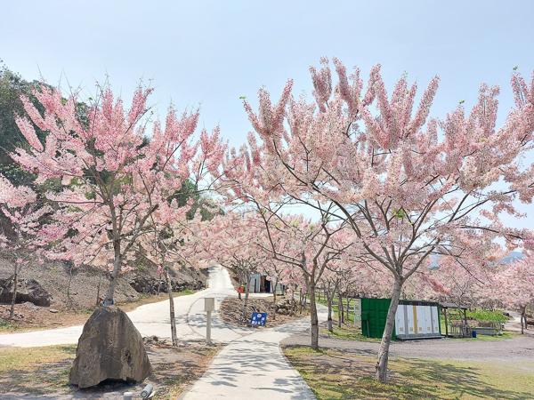 高雄六龜寶來花賞溫泉公園花旗木平地泰國櫻花免費參觀拍照