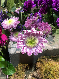 A lavender colored daisy-like flower with a yellow middle, leaning over a stone wall.
