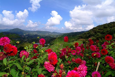 Cameron Highlands Malaysia