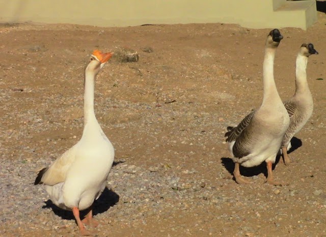 AS AVES E OS ANIMAIS EXÓTICOS DA FAZENDA CAJÁ DO SERTÃO DO PAJEÚ/PE