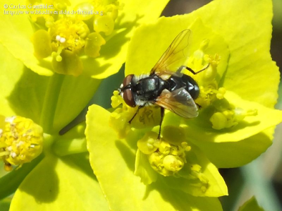 http://www.biodiversidadvirtual.org/insectarium/Elomya-lateralis-%28Meigen-1824%29-img792521.html