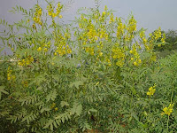 Daun Jati Cina ( Senna Leaf ), Cassia Angustifolia.