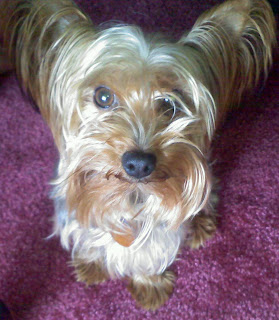 My sister Jennifer's Yorkie, Ringo - May 2010