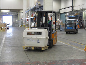 transporte de cães
