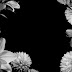 Black and White Flower Background Wallpaper