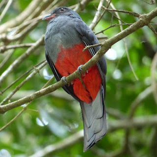 Trogon à queue noire - Trogon melanurus 