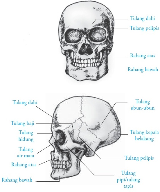  Gambar  Tulang Tengkorak  Manusia 