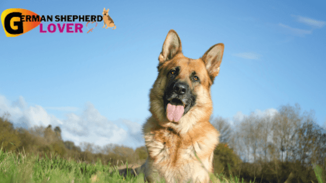 The first fascination in the german shepherd breed