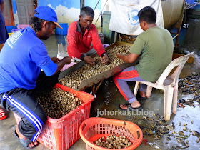 Where-do-Cockles-Come-from-Discover-Selangor-Heart-of-Malaysia