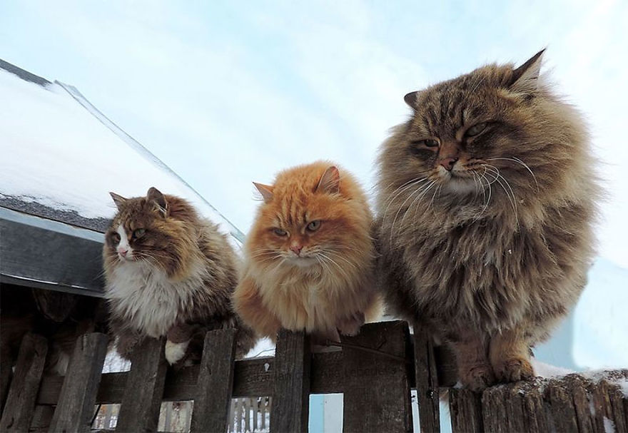 rare beautiful cats