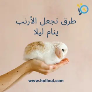 طرق تجعل الأرنب ينام ليلا