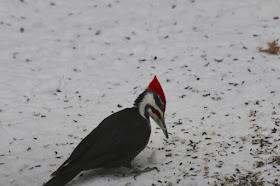 pileated woodpecker in Winter