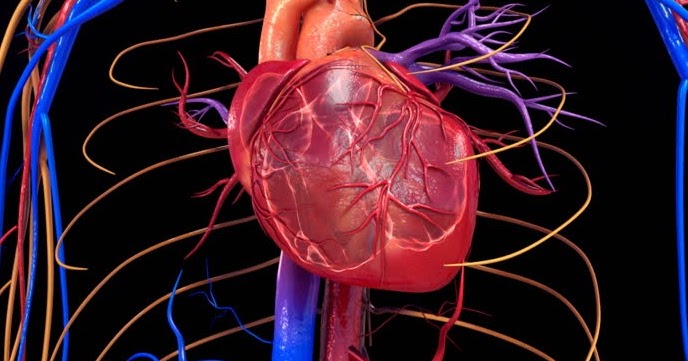 Apa Penyebab Gangguan Pada Organ Peredaran Darah Manusia - Berbagai Sebab