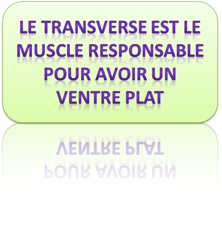 Exercices abdominaux - Transverse