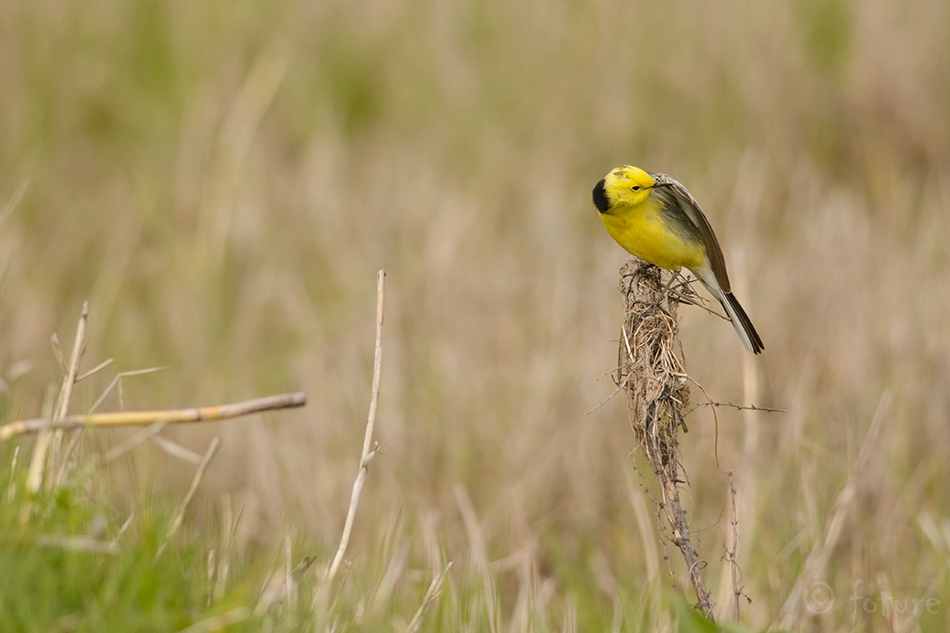 Kuldhänilane, Motacilla citreola, Citrine Wagtail, Yellow-headed, hooded, Northern, hänilane