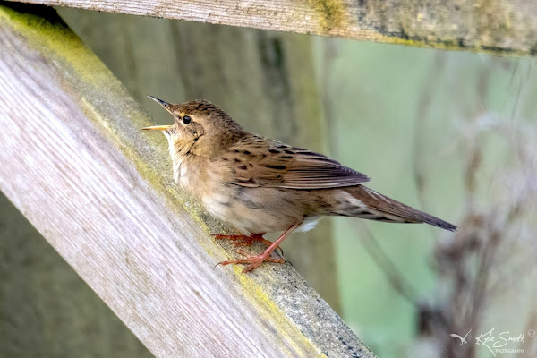 Grasshopper warbler