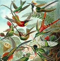 Lámina de colibríes de Ernst Haeckel, 1899.