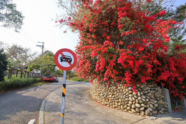 台中西屯中科東大公園400公尺九重葛花牆 、諾亞方舟步道散步