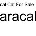 Caracal - Caracal Cat For Sale