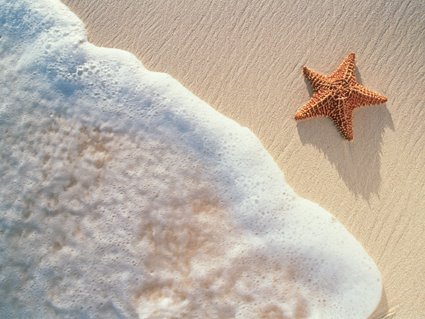 estrella de mar. Que ésta Estrella de Mar.