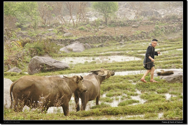 hanoi136