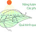 Trong màng thylacoit của lục lạp có 2 hệ thống quang hoá: PS I và PS II -PS I hay PS II hoặc cả hai chứa sắc tố hấp thụ ánh sáng. Đó là những nhóm sắc?