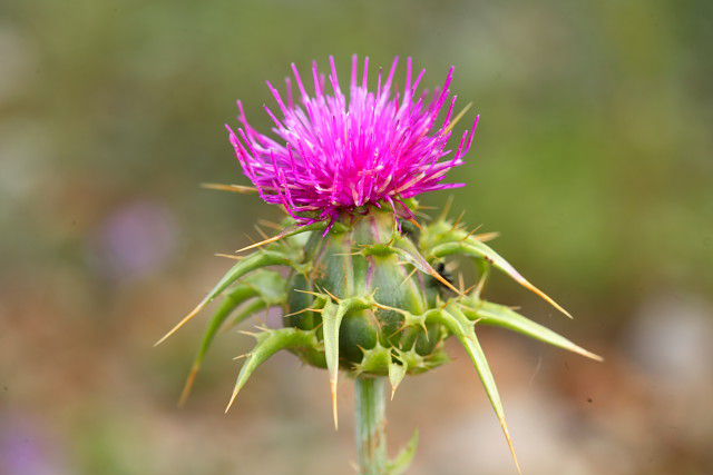 principios de hemorroides. principios de hemorroides.