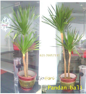 dekorasi ruangan dengan tanaman indoor plant