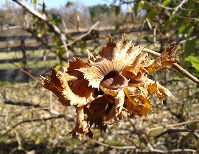 hazelnut seed pod