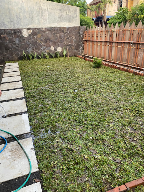 Rumput gajah mini