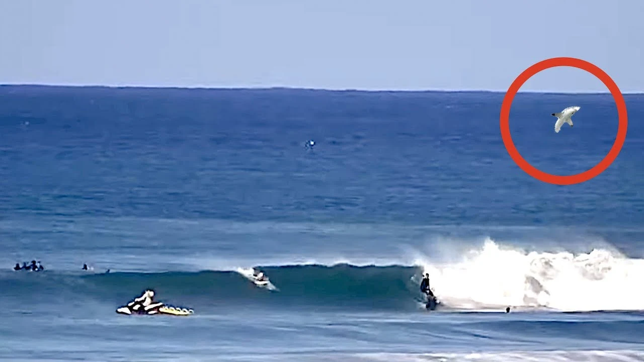 Great white spotted before the WSL Corona Open Jbay. As professional Surfers warm up on Live Webcam