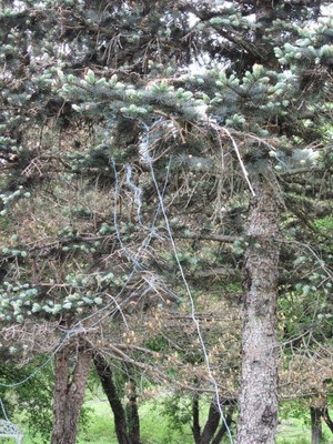 Eastern Kingbird's stringy nest