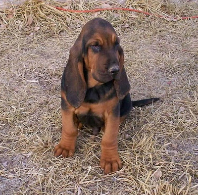 Bloodhound Puppies Pictures