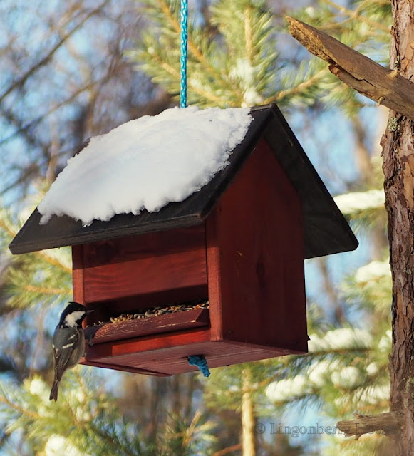 lingonberryhouse, tit, linnut, birds, lintit