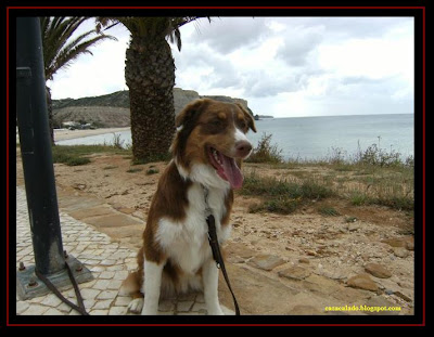 australian shepherd in praia da luz