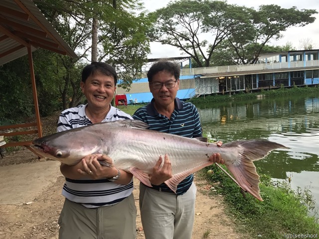 Mekong Catfish caught at Bo Sang Fishing Park, Chiang Mai