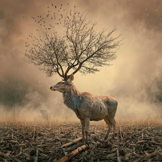 Green Pear Diaries, fotografía, foto manipulación, Caras Ionut