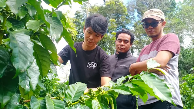 MPIG Kopi Arabika Sembalun Titip Harapan ke Coop Coffee Indonesia