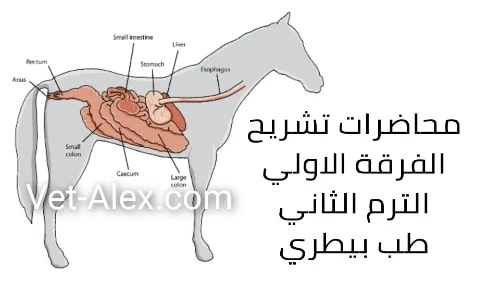 شرح محاضرات الاناتومي للفرقة الاولي طب بيطري