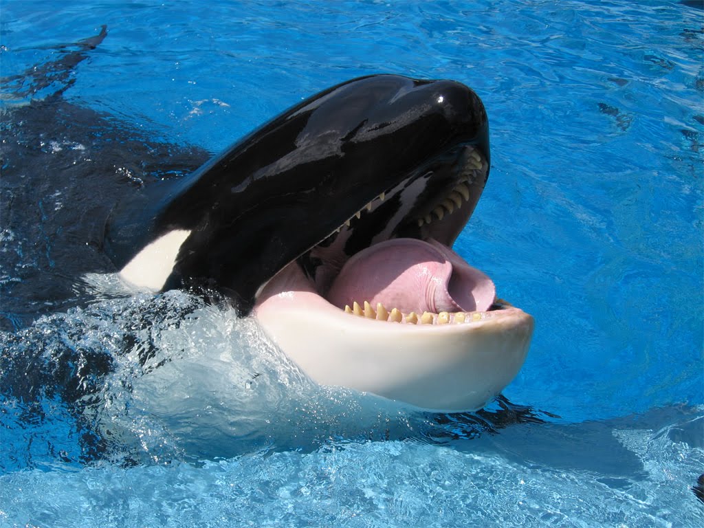 Shamu the Killer Whale Sea World Orlando