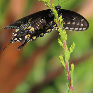 Black Swallowtail - Papilio polyxenes