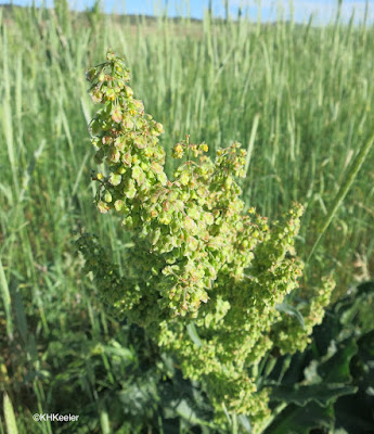 seeds of curly dock, Rumex crispus