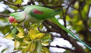 টিয়া পাখির ছবি ডাউনলোড - জোড়া টিয়া পাখির ছবি - টিয়া পাখির ছবি আঁকা - Tiya pakhir pic - insightflowblog.com - Image no 3