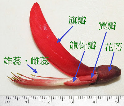 珊瑚刺桐的花