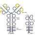 Protein Membran Sel yang Berperan Untuk Interaksi Sel