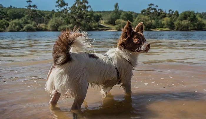 Characteristics and facts about Chion, a mixed-breed dog